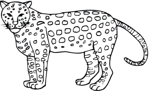 Cheetah 7 Coloring Page